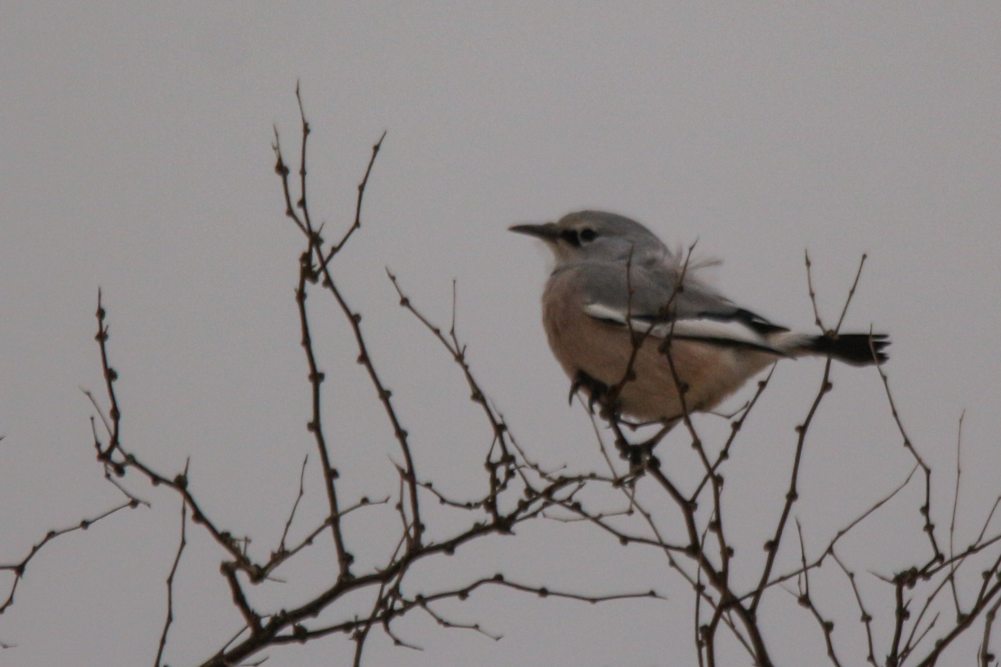 Turkestan Ground Jay (Podoces panderi), photo 2