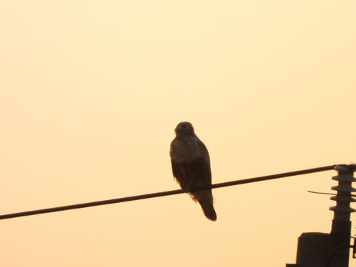 Rough-legged Hawk
