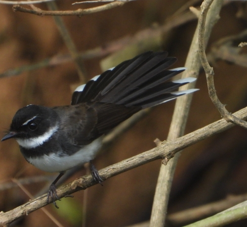 Sunda Pied Fantail (Rhipidura javanica)
