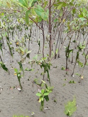 Laguncularia racemosa