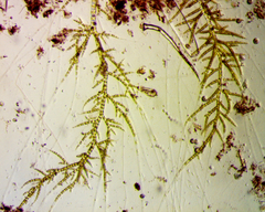 Draparnaldia mutabilis