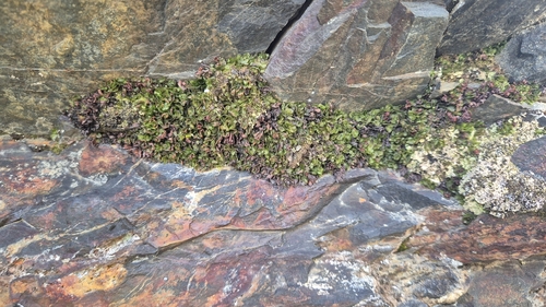 Hymenophyllum falklandicum observed 2026-01-17