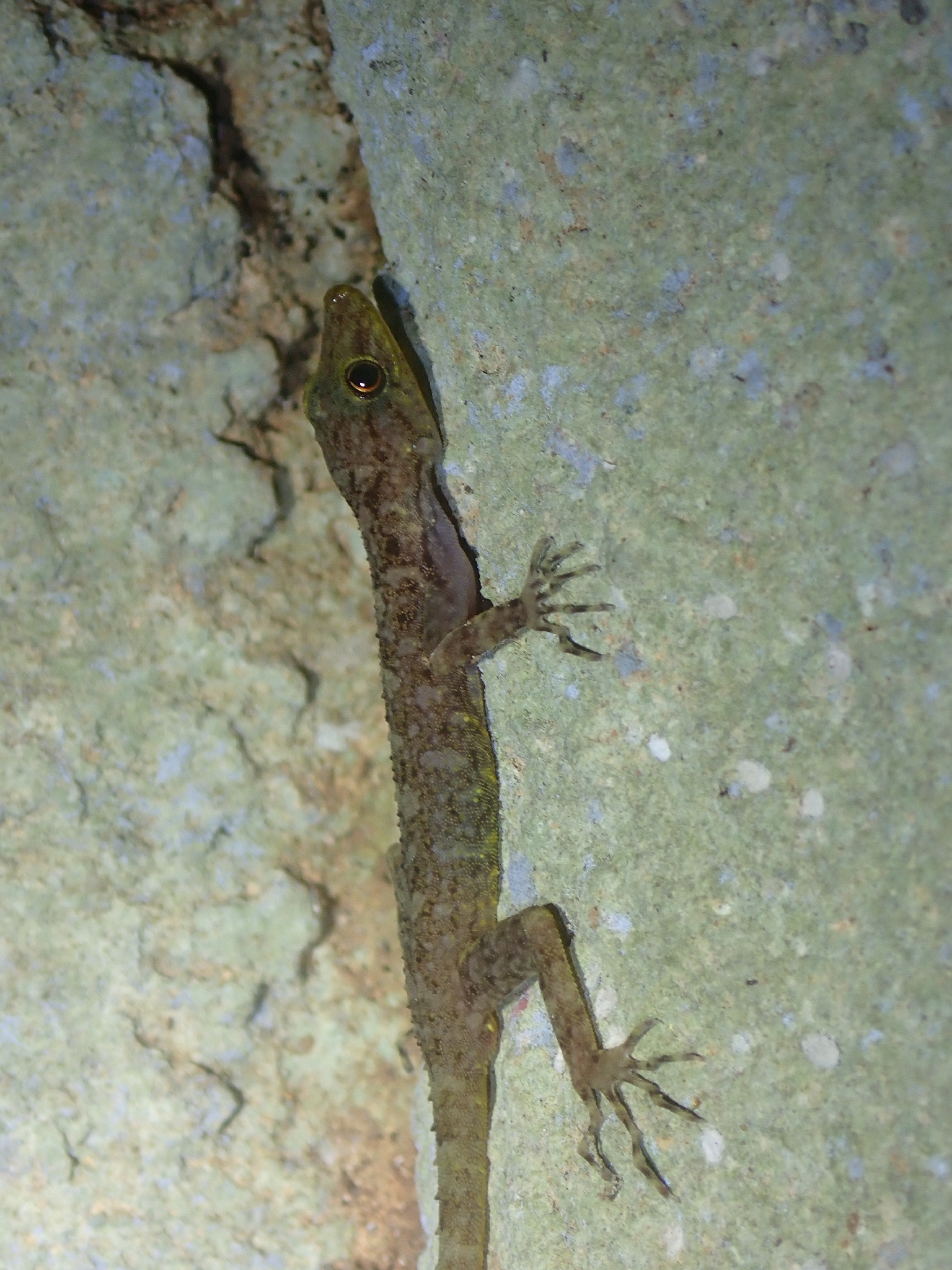 Pakkamalai dwarf gecko, Cnemaspis pakkamalaiensis