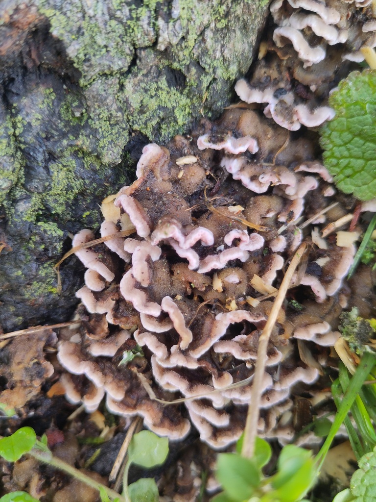 Chondrostereum purpureum · January 2026 · photo: © nenp_stbartsnewbury (iNaturalist, cc0)