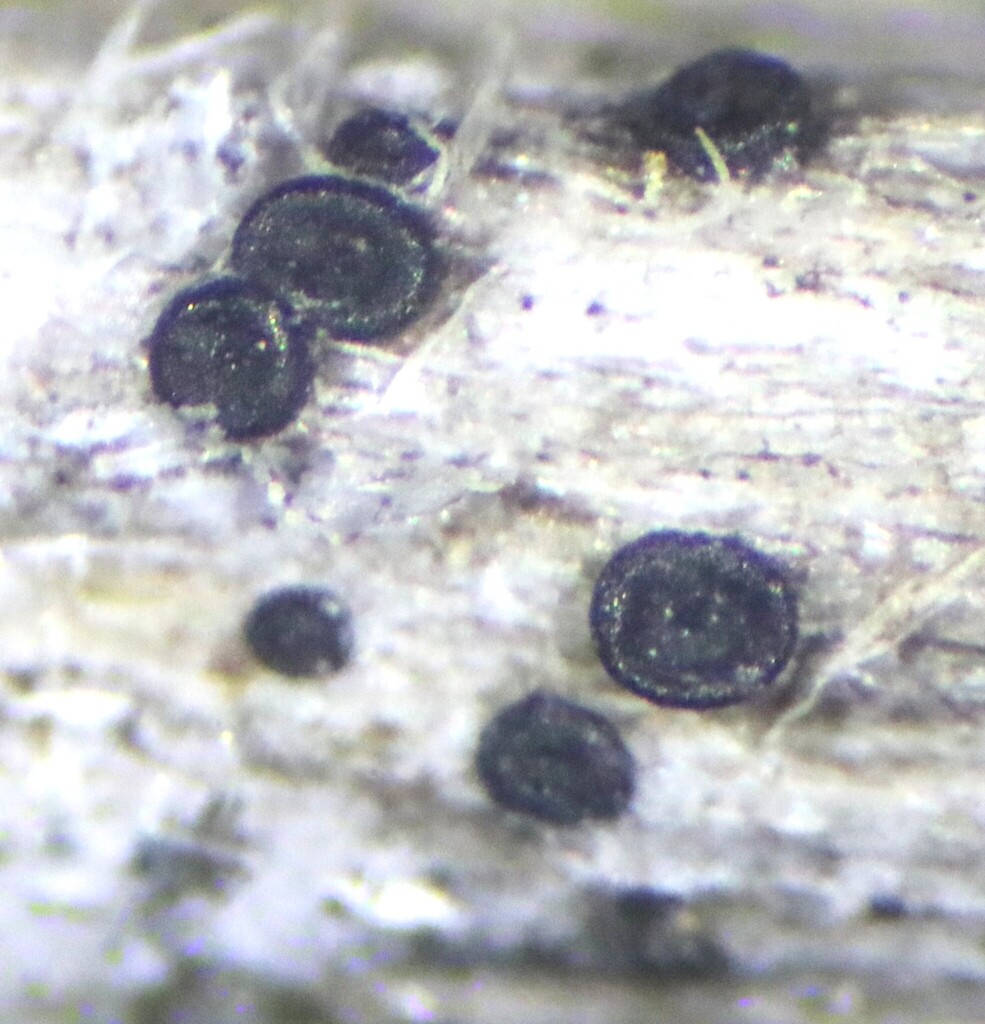 Leptosphaeria culmifraga