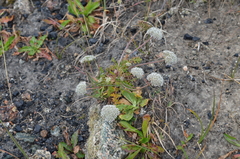 Lomatocarpa albomarginata