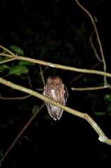 Otus rutilus rutilus