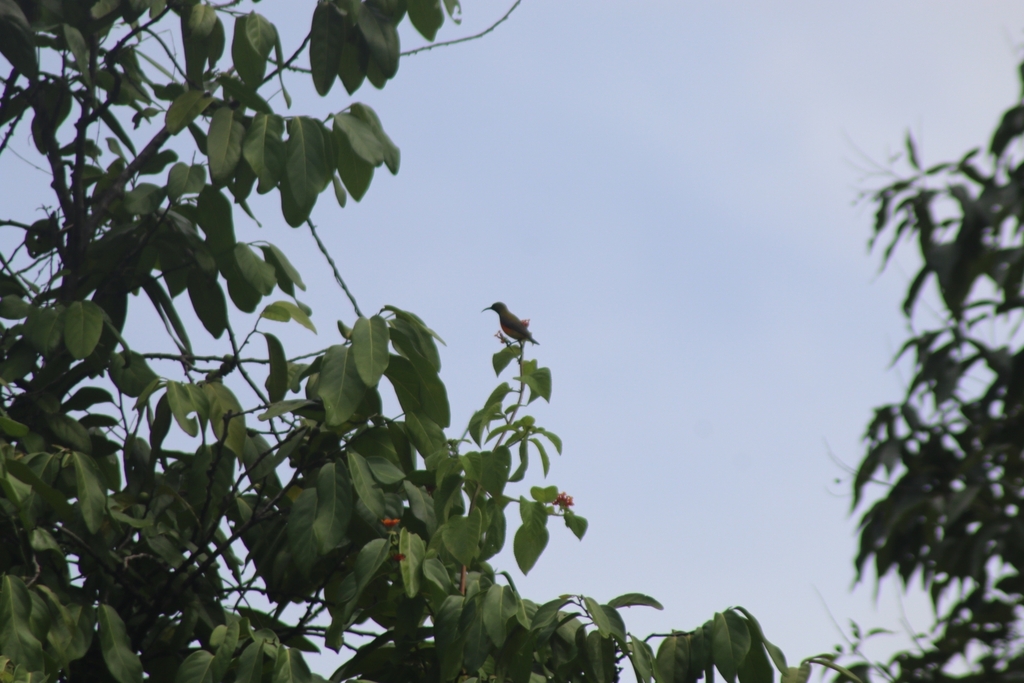 Burung madu Matari (Cinnyris solaris)