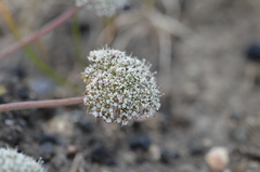Lomatocarpa albomarginata