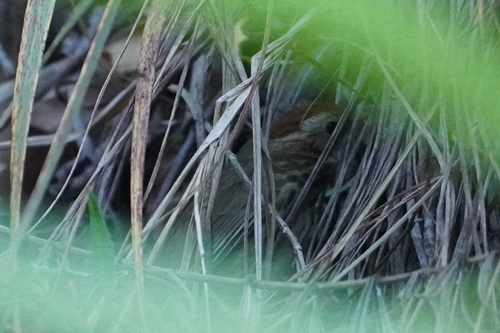 Puff-throated Babbler (Pellorneum ruficeps), photo 3