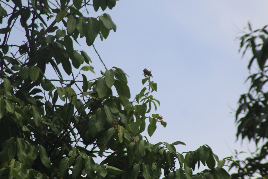 Flame-breasted Sunbird (Cinnyris solaris)