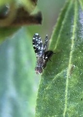 Trixoscelis polita