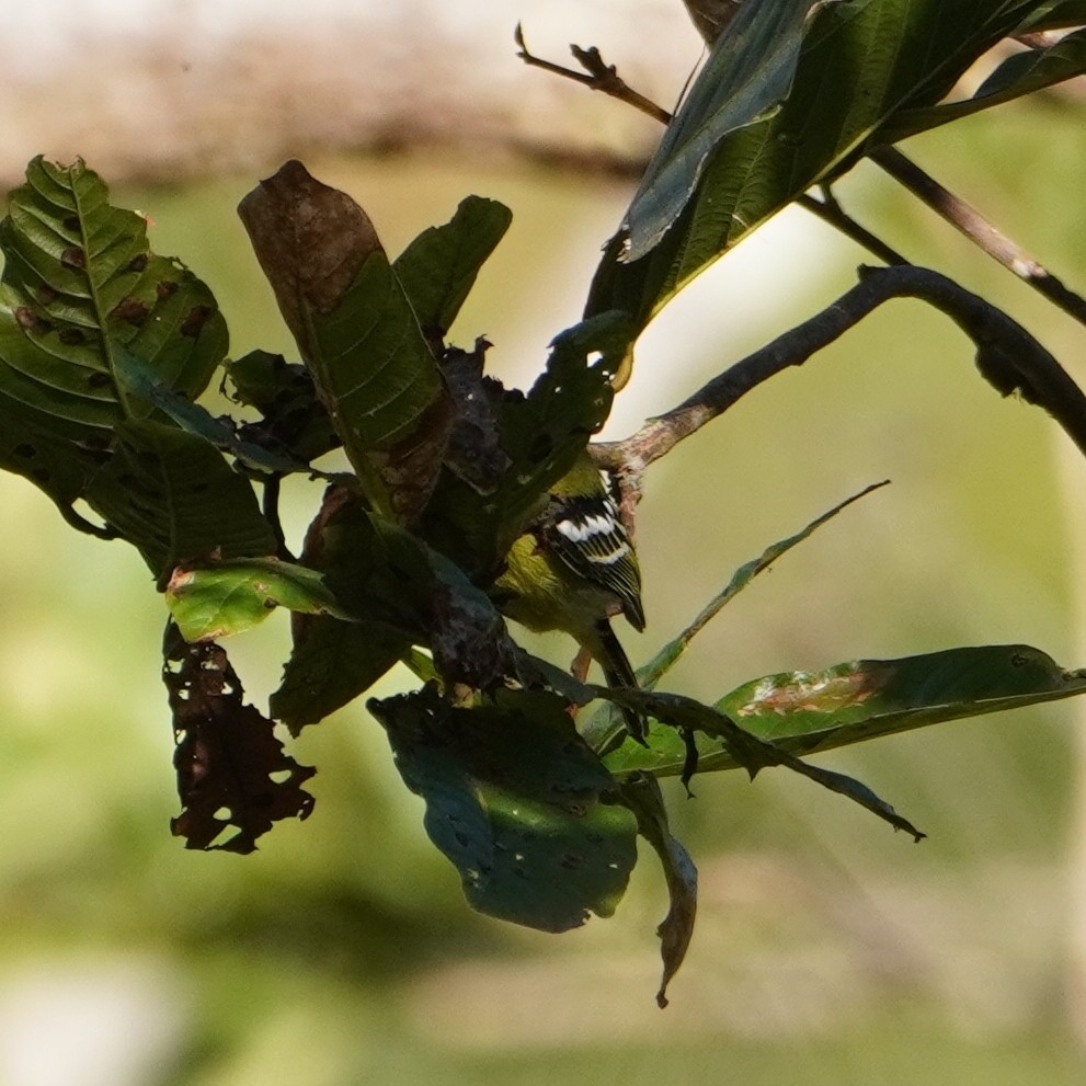 Common Iora (Aegithina tiphia), photo 7