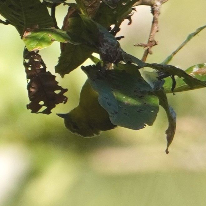 Common Iora (Aegithina tiphia), photo 8