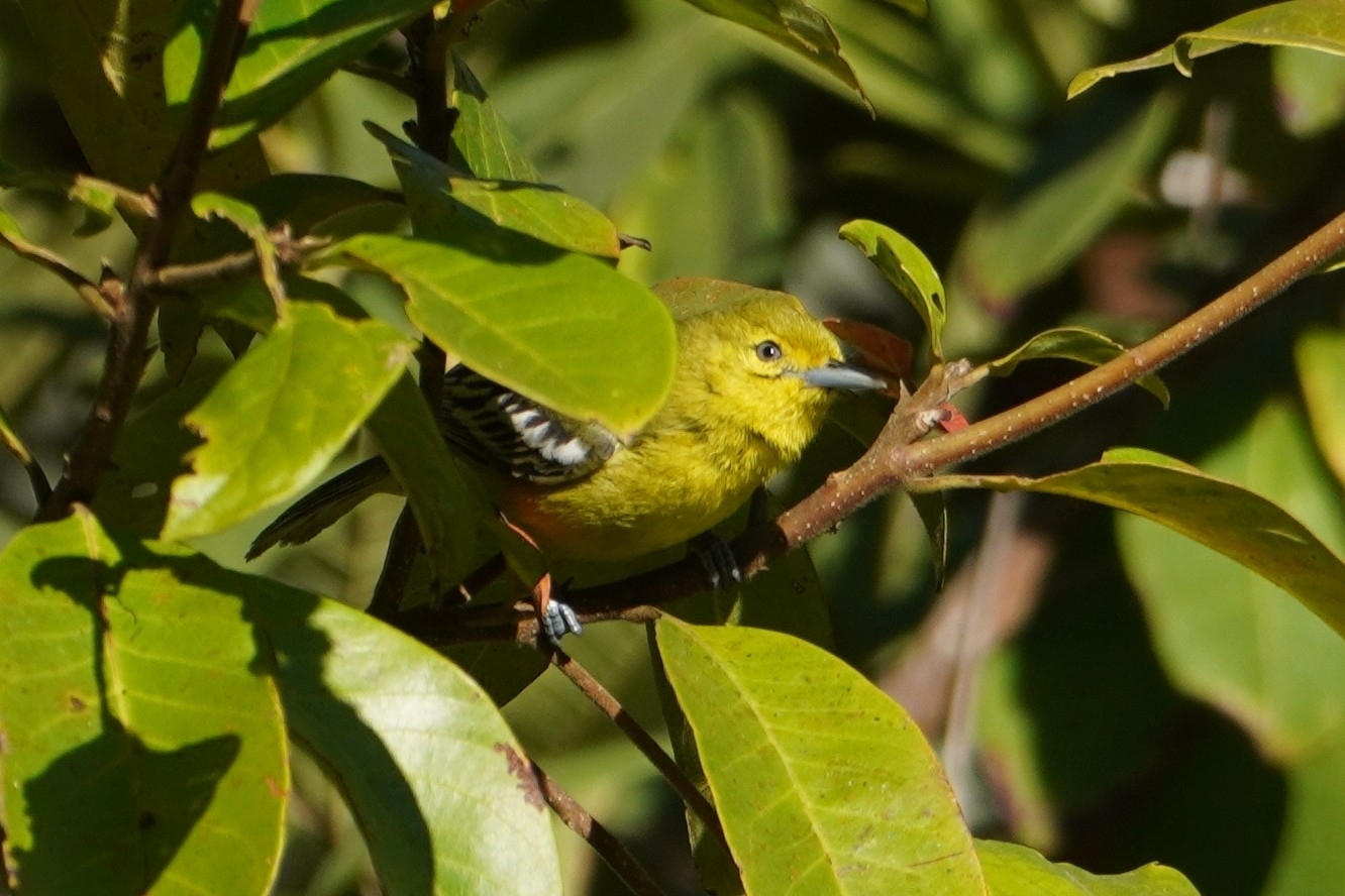 Common Iora (Aegithina tiphia), photo 9