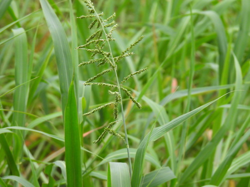 Echinochloa pyramidalis