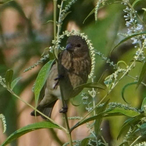 Common Rosefinch (Carpodacus erythrinus), photo 2