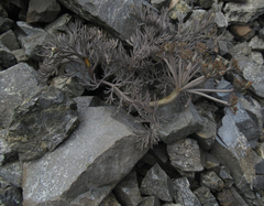 Lignocarpa diversifolia