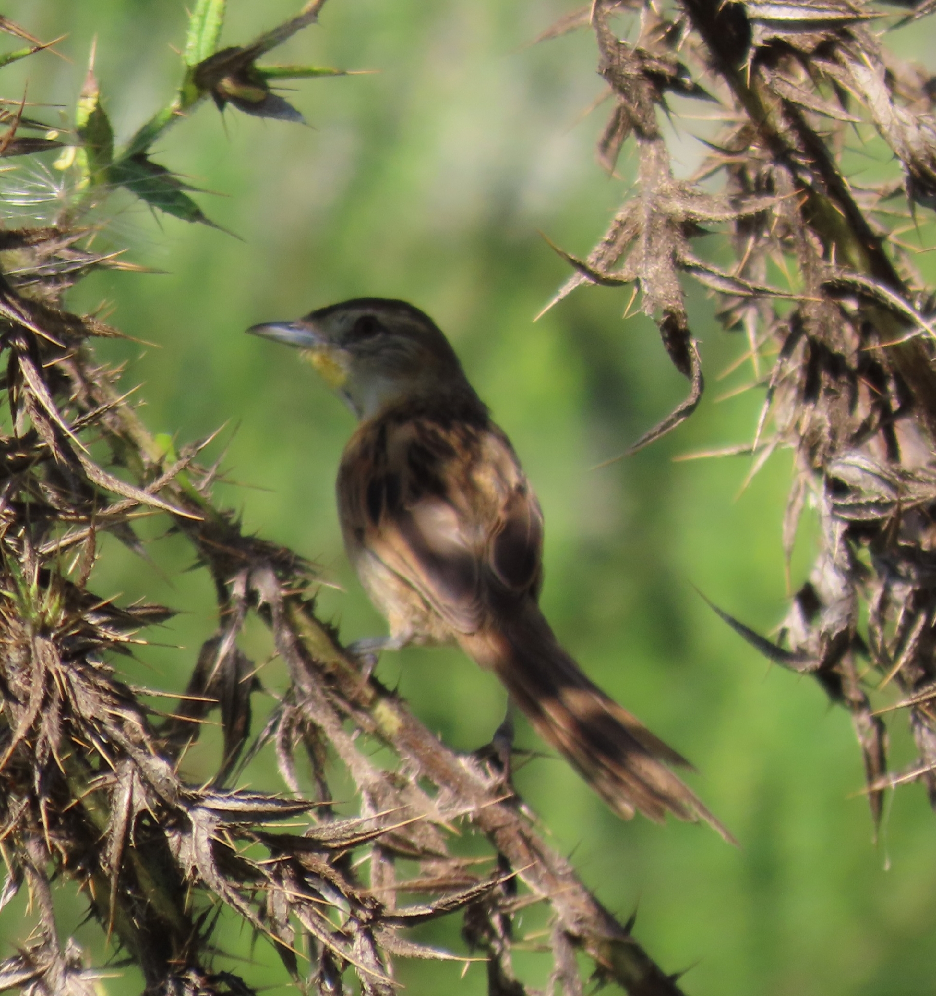 Chotoy Spinetail (Schoeniophylax phryganophilus), photo 3