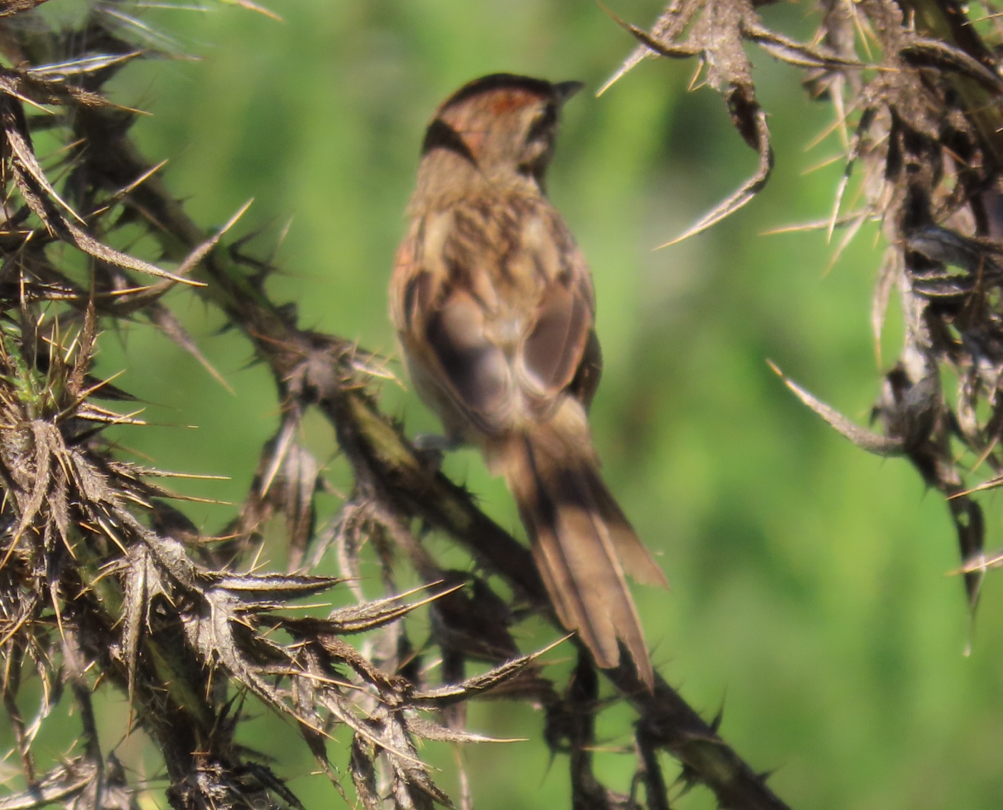 Chotoy Spinetail (Schoeniophylax phryganophilus), photo 4