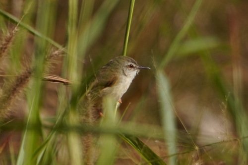 Rufescent Prinia (Prinia rufescens)