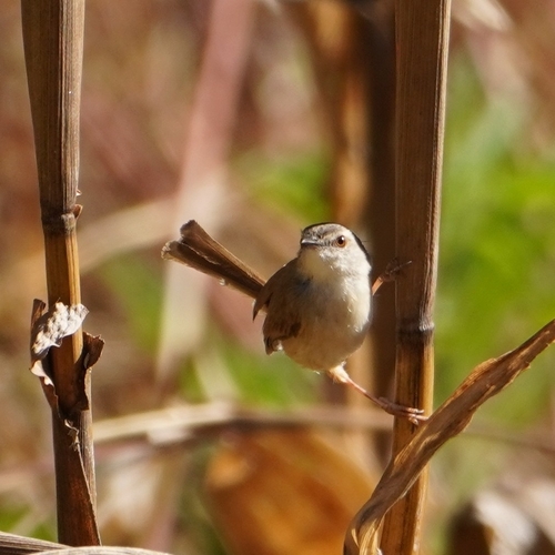 Rufescent Prinia (Prinia rufescens), photo 7