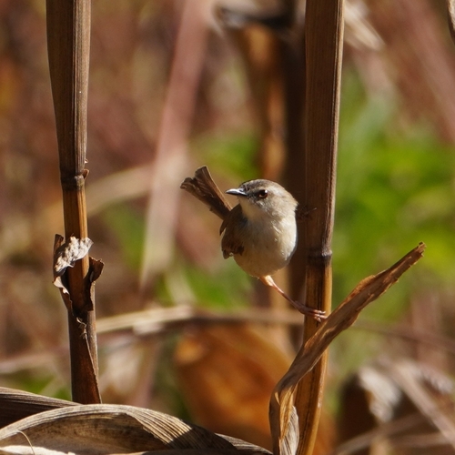 Rufescent Prinia (Prinia rufescens), photo 8