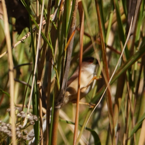 Yellow-eyed Babbler (Chrysomma sinense)