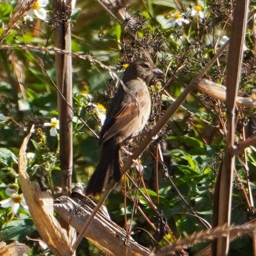 Crested Bunting (Emberiza lathami)