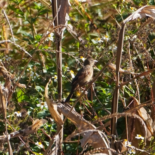 Crested Bunting (Emberiza lathami), photo 2