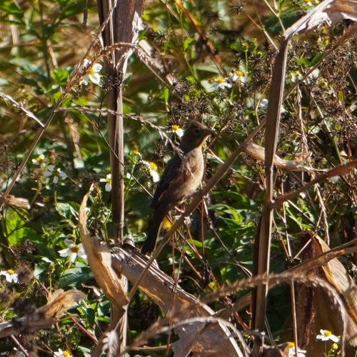 Crested Bunting (Emberiza lathami), photo 10