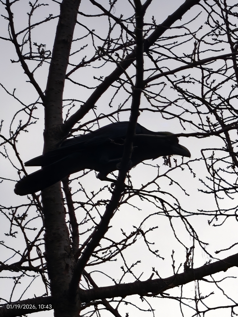January Crow Japanese Crow from Yokohama, JP-KN, JP on January 19, 2026 at 10:43 AM ...