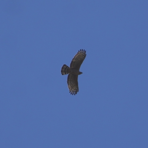 Crested Honey Buzzard (Pernis ptilorhynchus), photo 3