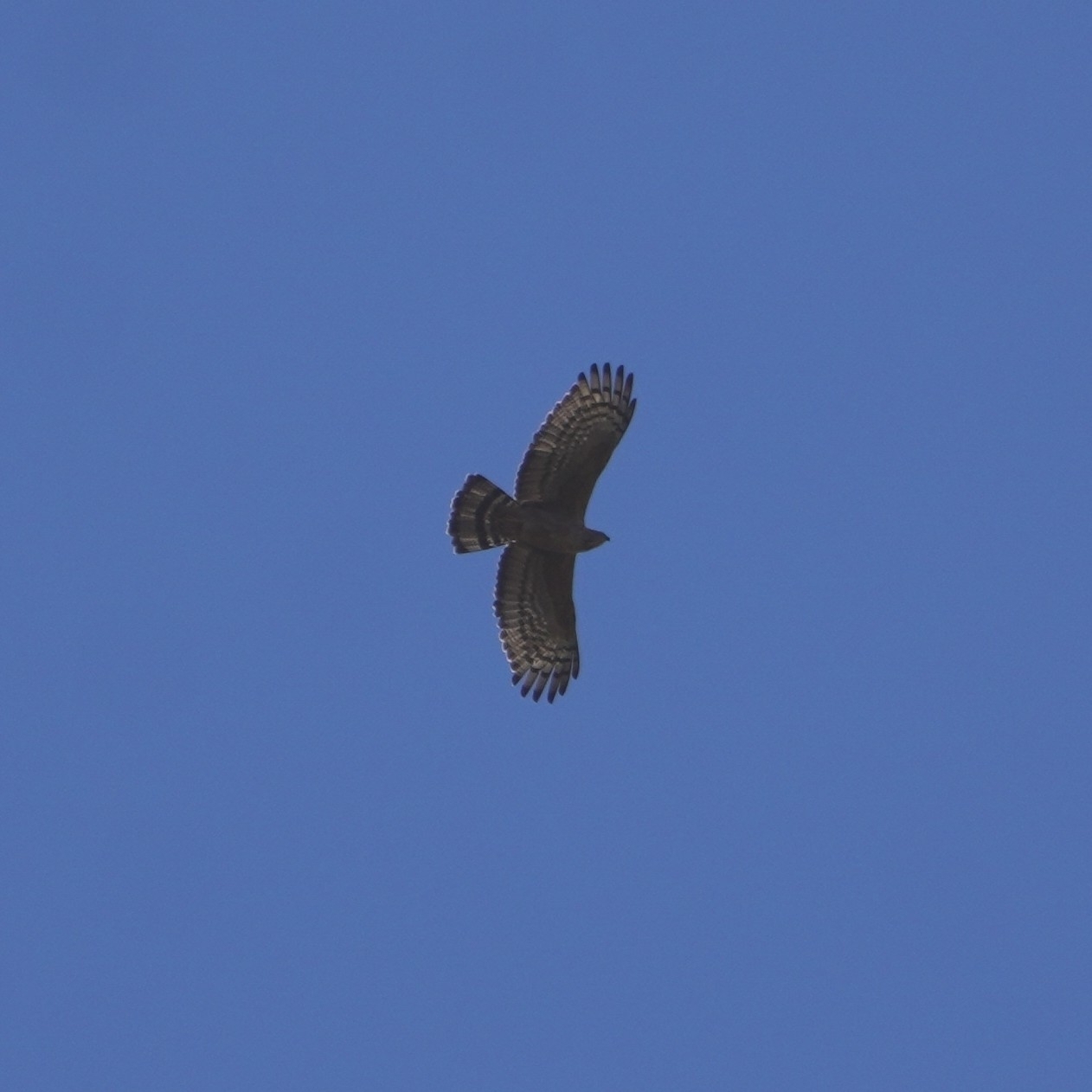 Crested Honey Buzzard (Pernis ptilorhynchus), photo 3