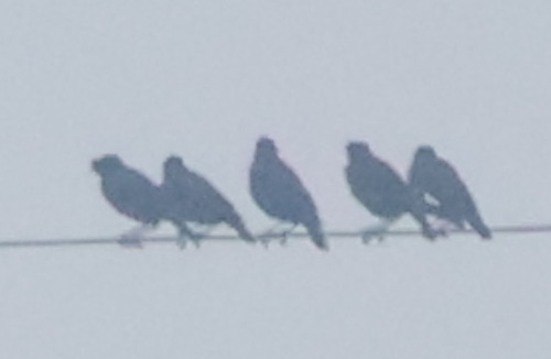 Crested Myna