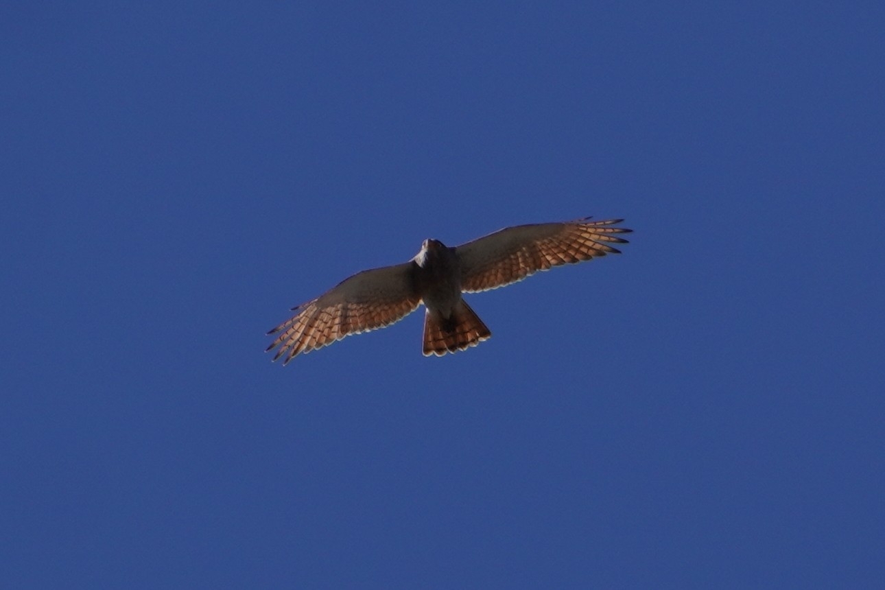 Rufous-winged Buzzard (Butastur liventer), photo 3