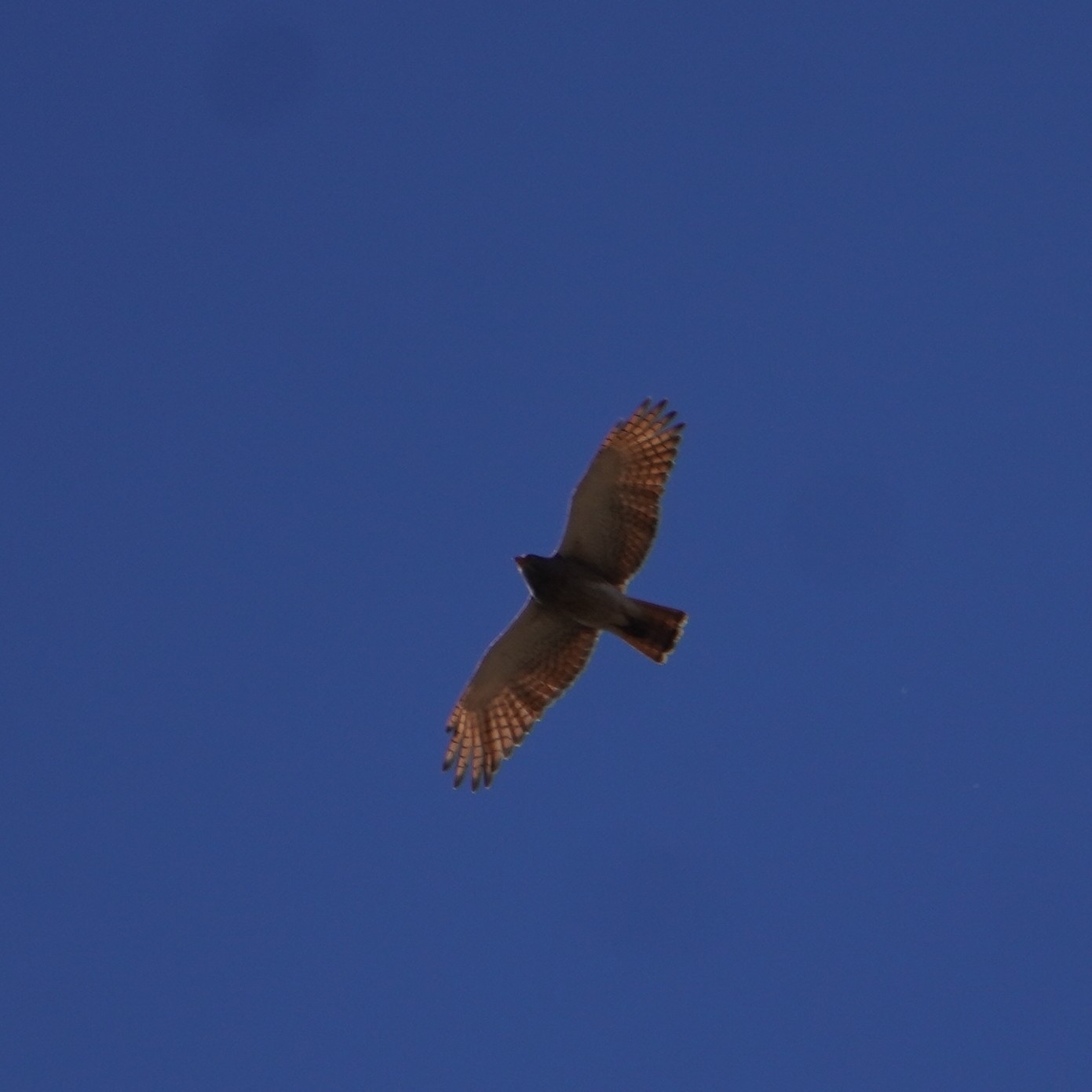 Rufous-winged Buzzard (Butastur liventer), photo 4