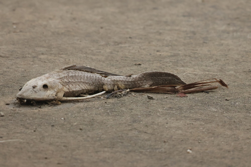 Sailfin Catfishes