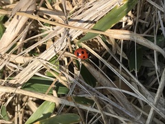 Coccinella septempunctata