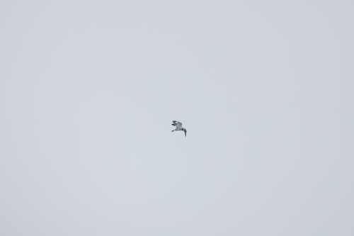Pied Kingfisher