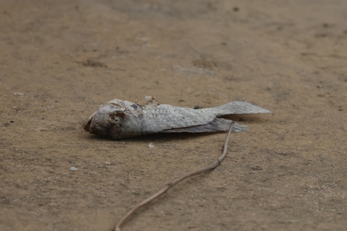 Nile Tilapia