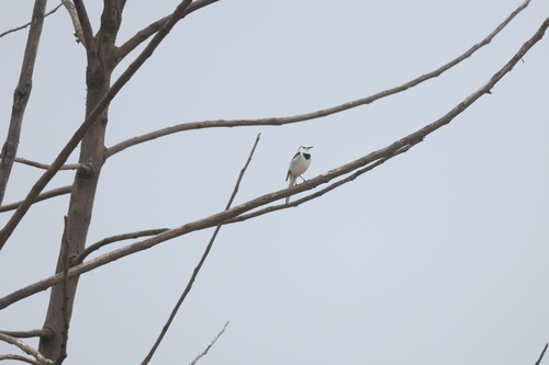 White Wagtail