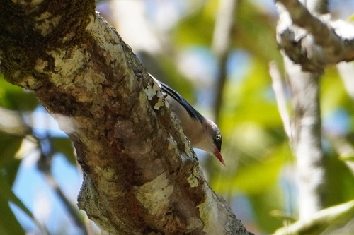 Velvet-fronted Nuthatch (Sitta frontalis)