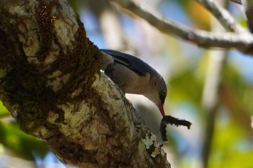 Velvet-fronted Nuthatch (Sitta frontalis), photo 2