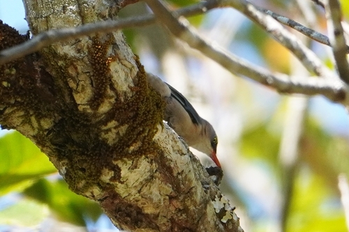 Velvet-fronted Nuthatch (Sitta frontalis), photo 7