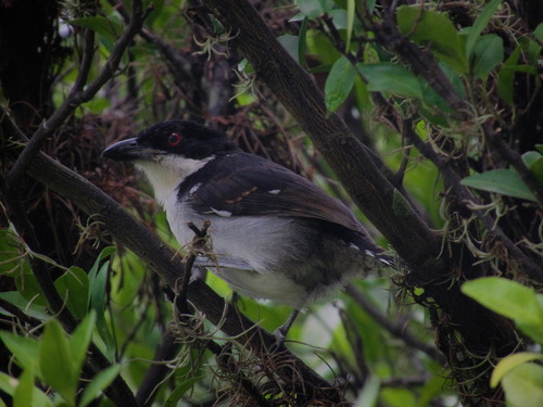 Great Antshrike (Taraba major), photo 4