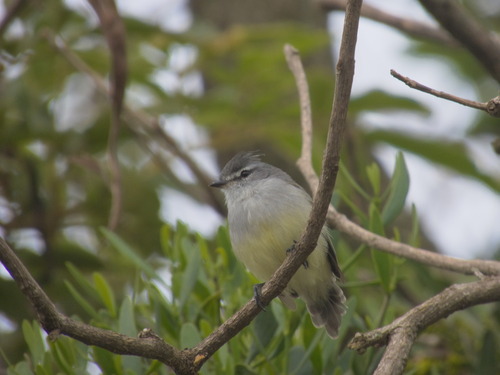 White-crested Tyrannulet (Serpophaga subcristata)