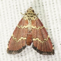 Phoenicophanta modestula