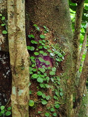 Peperomia serpens