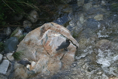 Hymenolaimus malacorhynchos